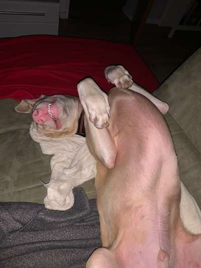 Die Dogorama Wochen Challenge-Beitrag-Bild