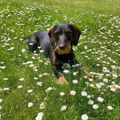 Hundetreffen-Gassi odr Spielen-Bild