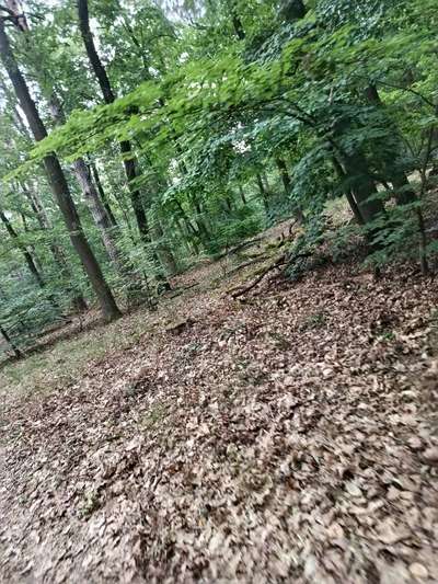 Hundeauslaufgebiet-Nikolskoe/Zehlendorf-Bild