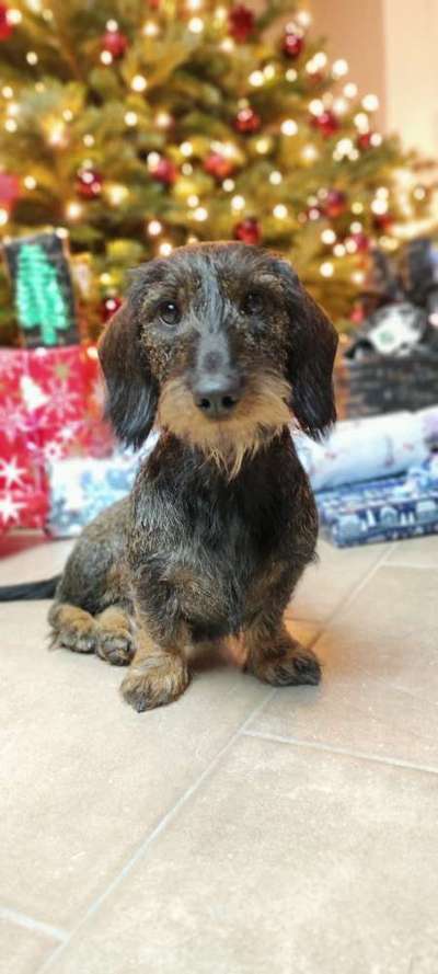 Dogorama Photo Challenge - Bescherung-Beitrag-Bild