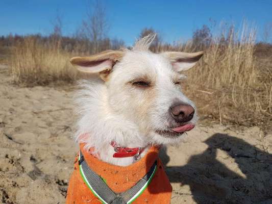 Dogorama Photo Challenge - Hundeblick zum hinschmelzen-Beitrag-Bild