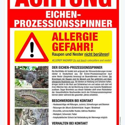 Giftköder-Eichenprozessionsspinner-Bild