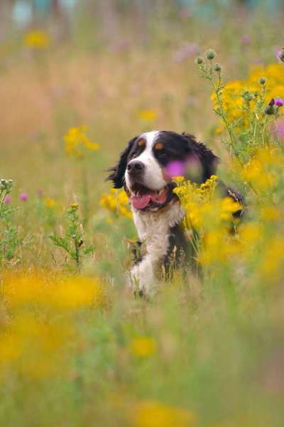 Die Dogorama Monats Challenge "Es grünt und blüht"-Beitrag-Bild