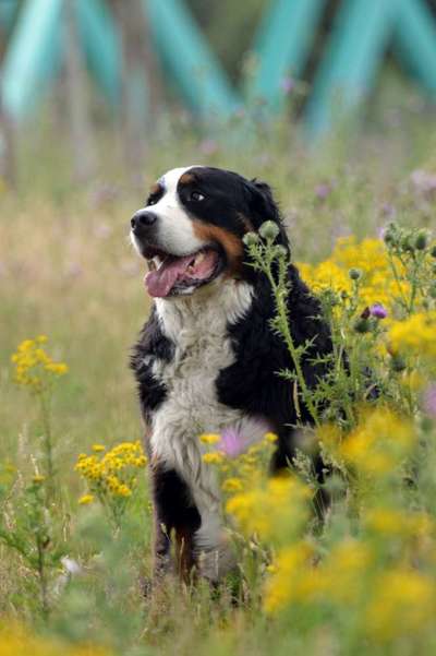 Die Dogorama Kalender Challenge 4/4-Beitrag-Bild