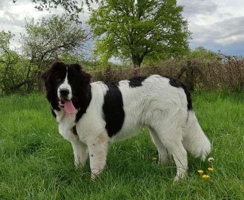 Landseer-Beitrag-Bild