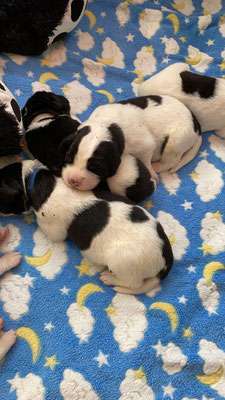 Welpen Bilder !-Beitrag-Bild