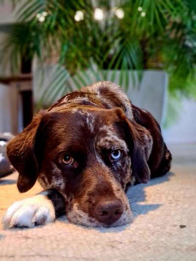 Aussiedors oder Leopard Labrador Gruppe-Beitrag-Bild