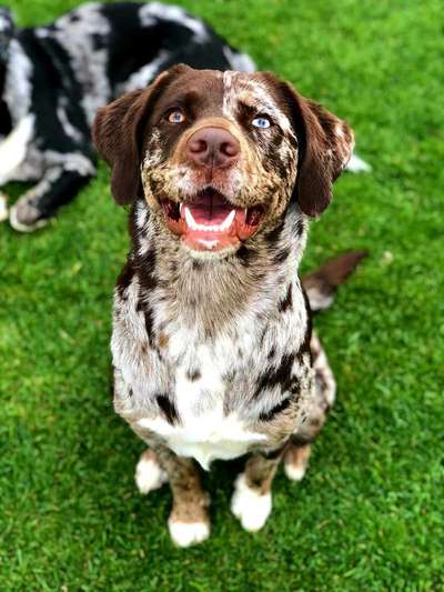 Labradorfans-Beitrag-Bild