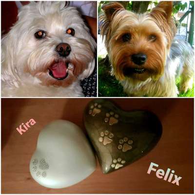 Unsere Fellnasen im Regenbogenland-Beitrag-Bild