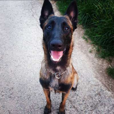 Hundetreffen-Trainingspartner gesucht-Bild