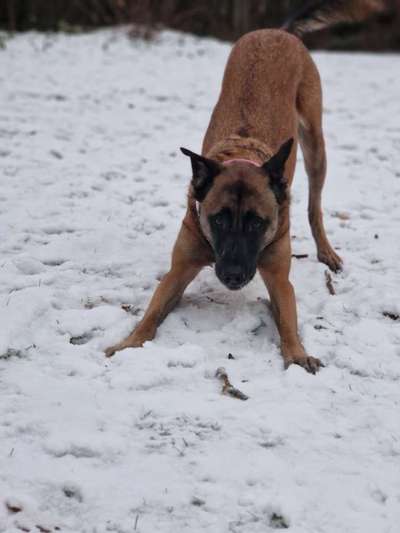 Hundetreffen-Spazier und Tobetreff-Bild