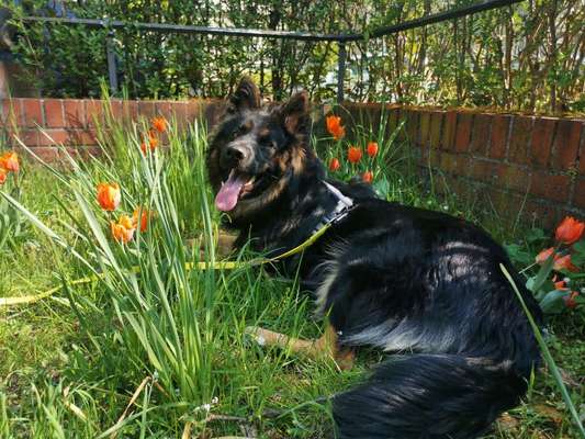 Schäferhund-Fans?-Beitrag-Bild