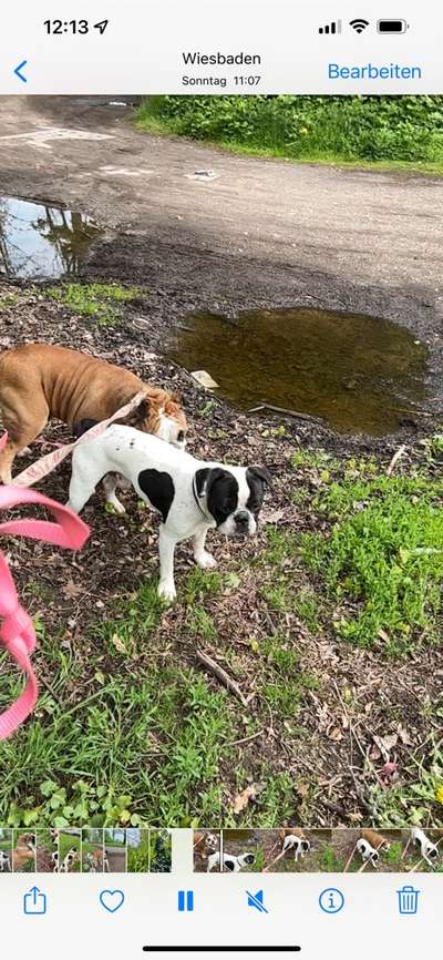 Mischlinge raten - Rätselspaß-Beitrag-Bild