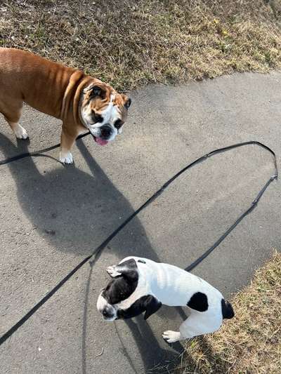 Brachycephale Hunderassen-Beitrag-Bild