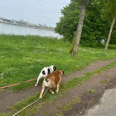 Hundetreffen-Wir suchen Hunde zum Gassi gehen-Bild