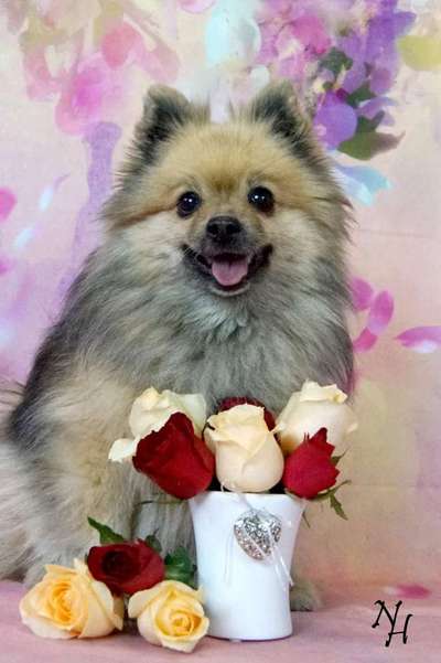 Die Dogorama Monats Challenge "Es grünt und blüht"-Beitrag-Bild