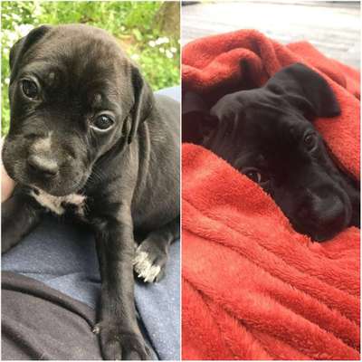 Welpen Bilder !-Beitrag-Bild