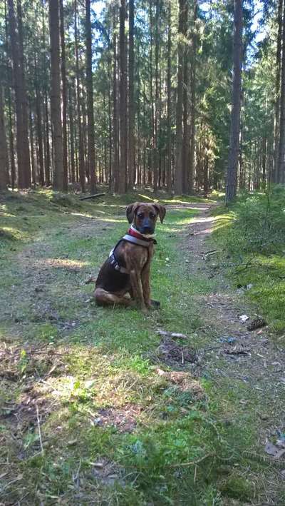 Welpen Bilder !-Beitrag-Bild