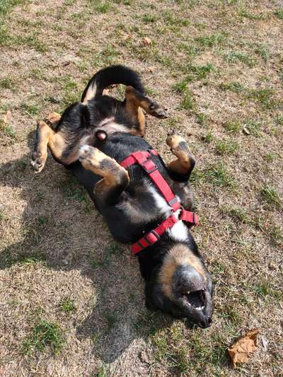 Fotosammlung: ,,Der natürliche Hund" Unbearbeitet, ungestellt und in Natura-Beitrag-Bild