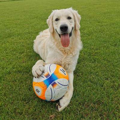 Hundetreffen-Spielrunde im Münchner Südosten-Bild