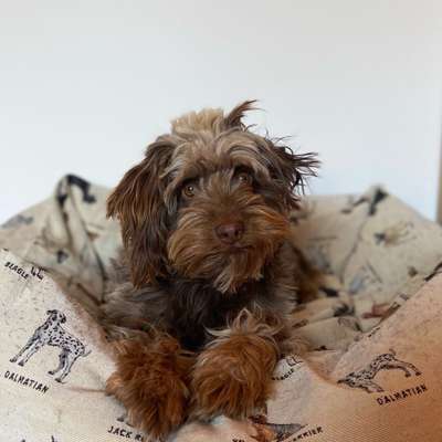 Aussiedoodles.-Beitrag-Bild