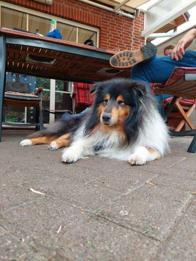 Collies -wo seid ihr?-Beitrag-Bild