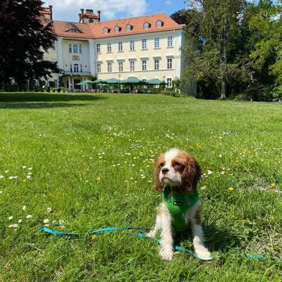 Hundetreffen-Hundetreffen Leinentraining