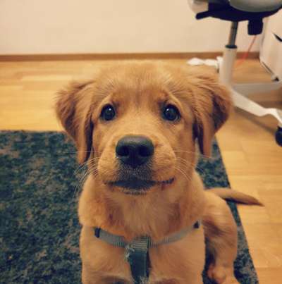 Welpen Bilder !-Beitrag-Bild