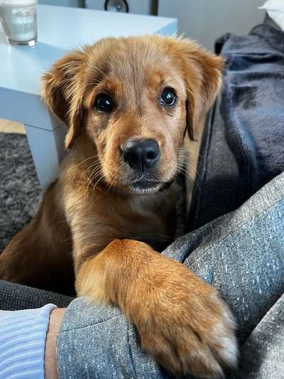 Welpen Bilder !-Beitrag-Bild