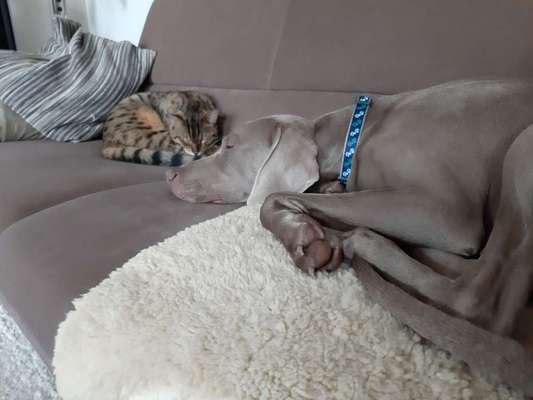 Andere Haustiere?-Beitrag-Bild