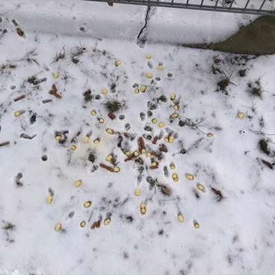 Giftköder-Mögl. Giftköder-Bild