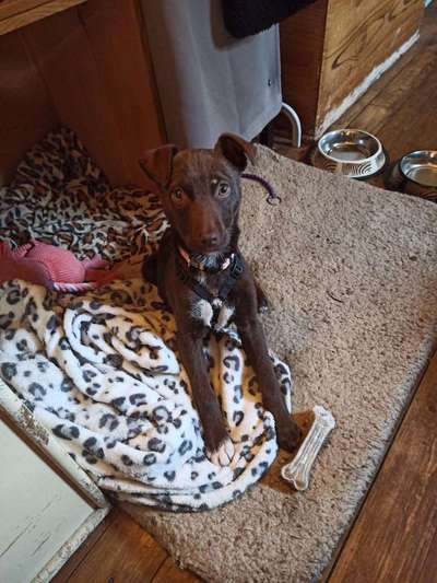 Patterdale Terrier-Beitrag-Bild