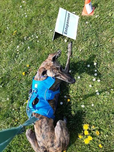 Windhunde - Treffen der besonderen Schönheiten
HERZLICH WILLKOMMEN-Beitrag-Bild