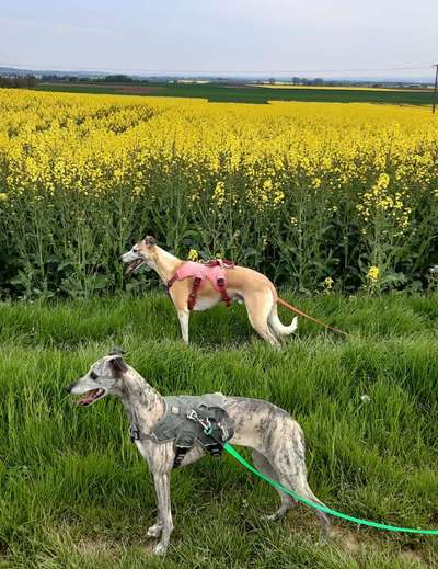 Windhunde - Treffen der besonderen Schönheiten
HERZLICH WILLKOMMEN-Beitrag-Bild