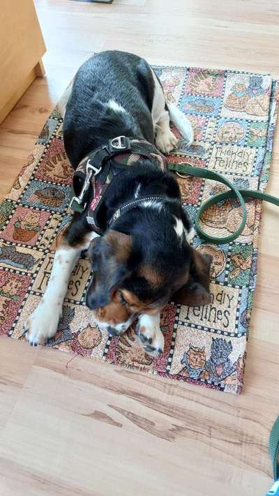 🐶 Sind Bürohunde jetzt VERBOTEN?! 😱-Beitrag-Bild