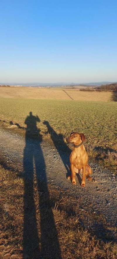 Hundeauslaufgebiet-Aussichtspunkt Drei Linden-Bild