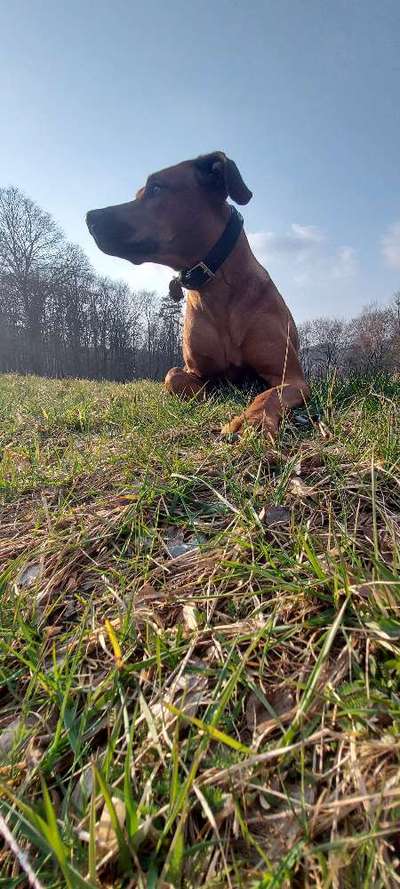 Rhodesian Ridgeback-Beitrag-Bild