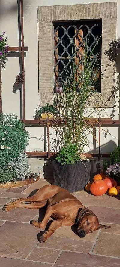 Rhodesian Ridgeback-Beitrag-Bild