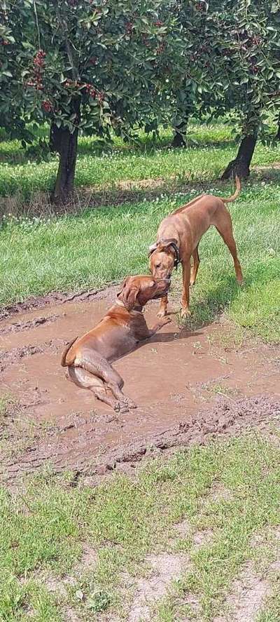 Rhodesian Ridgeback-Beitrag-Bild