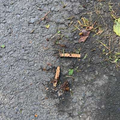 Giftköder-Verdacht auf Giftköder an der Oker-Bild