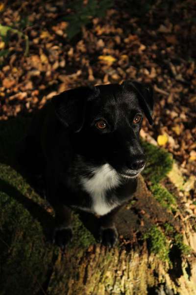 Hundetreffen-Spazieren im Wienburgpark-Bild