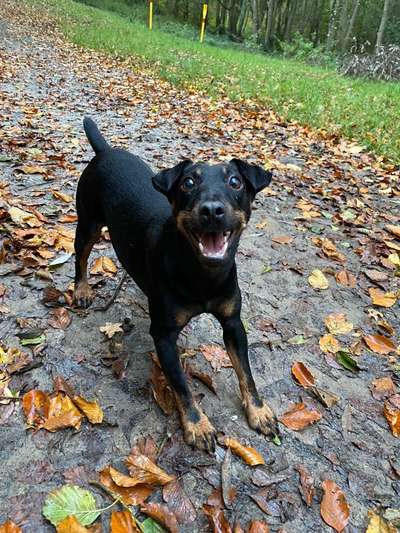 Wo sind hier die Dobermänner-Beitrag-Bild