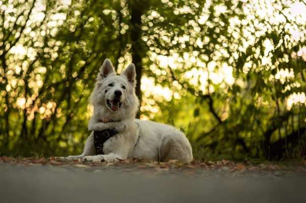 Weißer Schweizer Schäferhund-Beitrag-Bild
