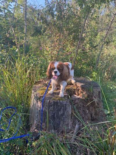 Cavalier King Charles Spaniel?-Beitrag-Bild