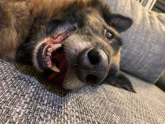 Dogorama Photo Challenge - Hundeblick zum hinschmelzen-Beitrag-Bild