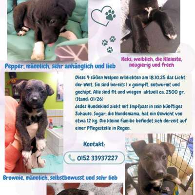 Tierschutzhunde suchen ein Zuhause-Beitrag-Bild