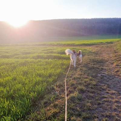 Hundetreffen-Gemeinsames Gassigehen, Hundebetreuung gesucht-Bild