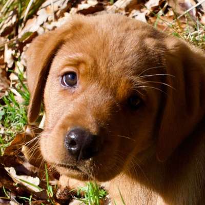 Hundetreffen-Welpentreff in COC oder MYK-Profilbild