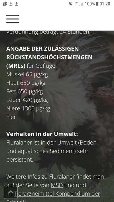 Bravecto-Beitrag-Bild