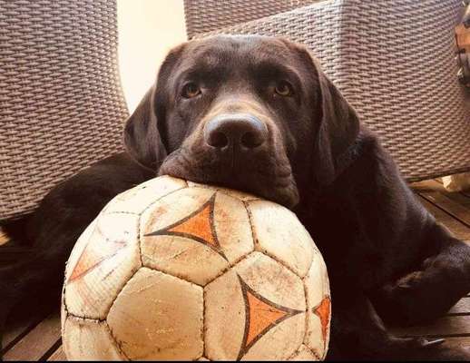 Zeigt mal die schönsten Bilder von euren Hunden !-Beitrag-Bild